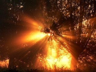 burning-tree-1377053